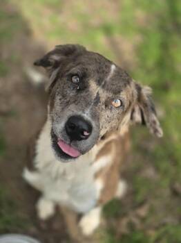 Rescue Australian Shepherd and Catahoula Leopard Dog Dogs for Adoption in Dover, Arkansas - Jazzy | PetCurious