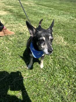 Terrier and Jack Russell Terrier Dogs Available for Adoption - Heidi | PetCurious