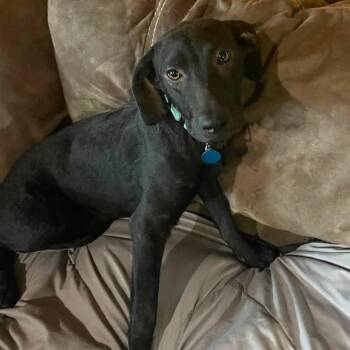 Bobbi -  Labrador Retriever Dog for Adoption in Minneapolis, Minnesota - Bobbi | PetCurious