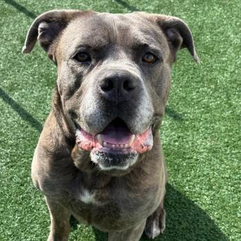 Sterling Archer -  Mastiff Dog for Adoption in Brockton, Massachusetts - Sterling Archer | PetCurious