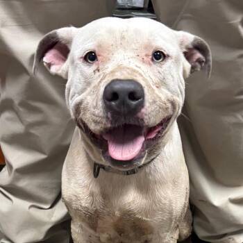 Pringle -  Pit Bull Terrier Dog for Adoption in Yuma, Arizona - Pringle | PetCurious