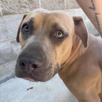 Auntie Anne -  Mixed Breed Dog for Adoption in South Haven, Michigan - Auntie Anne | PetCurious