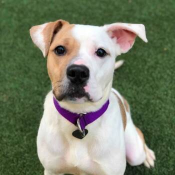 Rescue Pit Bull Terrier Dogs for Adoption in Los Angeles, California - Solange | PetCurious