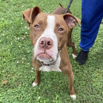 Marco/Ari -  American Staffordshire Terrier Dog for Adoption in Greenville, South Carolina - Marco/Ari | PetCurious