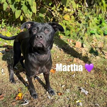 Rescue Black Labrador Retriever Dogs for Adoption in Parkersburg, West Virginia - Martha | PetCurious