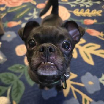 Dolly Llama -  Pug and Chihuahua Dog for Adoption in New York, New York - Dolly Llama | PetCurious