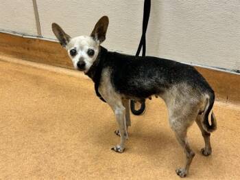 Chihuahua Dogs Available for Adoption in Martinez, California - MISS BITTY | PetCurious