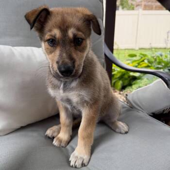 Jamboree -  Mixed Breed Dog for Adoption in Buffalo, Minnesota - Jamboree | PetCurious