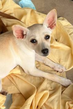 Chihuahua Dogs Available for Adoption in South Kingstown, Rhode Island - Chirp | PetCurious