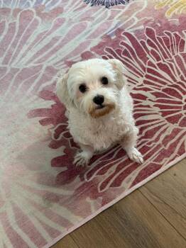 Gizmo -  Maltese and Poodle Dog for Adoption in Carson City, Nevada - Gizmo | PetCurious