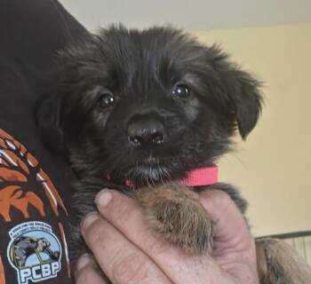 MJ -  Shepherd and Labrador Retriever Dog for Adoption in Lakeland, Florida - MJ | PetCurious