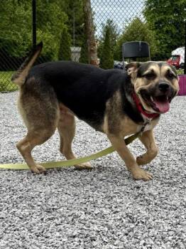 Mixed Breed Dogs Available for Adoption in Cincinnati, Ohio - Jacey | PetCurious