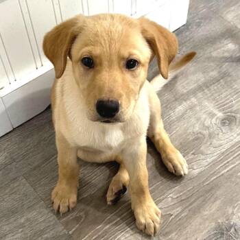 Retriever and Mixed Breed Dogs Available for Adoption in Fredericksburg, Virginia - Nia Jax | PetCurious