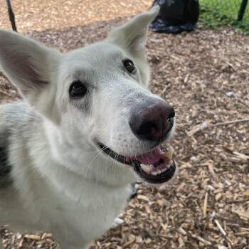 Heidi -  Shepherd and Husky Dog for Adoption in Briarcliff Manor, New York - Heidi | PetCurious