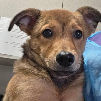 Ginny Lou -  Hound and Mixed Breed Dog for Adoption in San Antonio, Texas - Ginny Lou | PetCurious