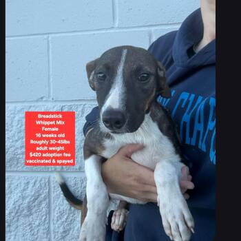 Breadstick -  Whippet Dog for Adoption in Oviedo, Florida - Breadstick | PetCurious
