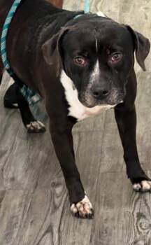 Mixed Breed Dogs Available for Adoption in Labelle, Florida - Major | PetCurious