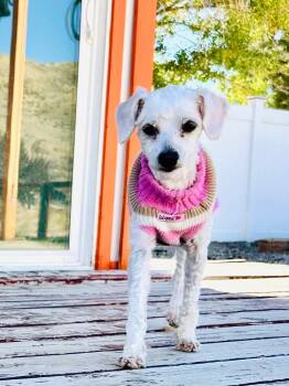 Rescue Bichon Frise Dogs for Adoption in Pumpkin Center, California - Babette | PetCurious