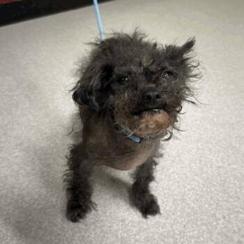 Miniature Schnauzer Dogs Available for Adoption in Indianapolis, Indiana - Coca | PetCurious