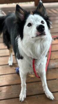 Rescue Border Collie Dogs for Adoption in Memphis, Tennessee - PG | PetCurious
