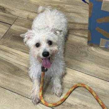 Jake -  Mixed Breed Dog for Adoption in Newark, New Jersey - Jake | PetCurious