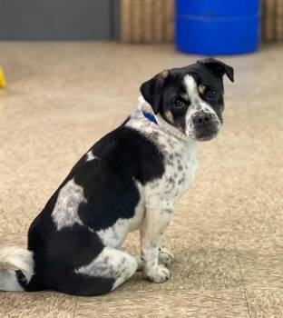 Pug and Mixed Breed Dogs Available for Adoption - LILO | PetCurious