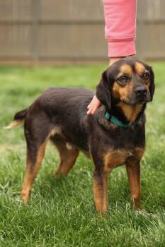 Cocker Spaniel and Beagle Dogs Available for Adoption in Gainesville, Virginia - Sir Callahan Short Tail | PetCurious
