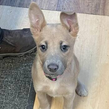 Mixed Breed Dogs Available for Adoption - Jolene | PetCurious