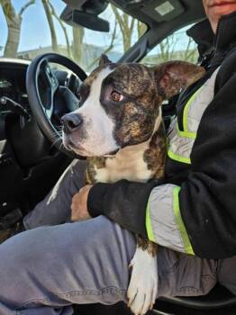 Pit Bull Terrier Dogs Available for Adoption - Peony | PetCurious