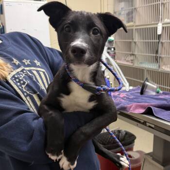Black Labrador Retriever Dogs Available for Adoption in Kearney, Nebraska - Mira | PetCurious