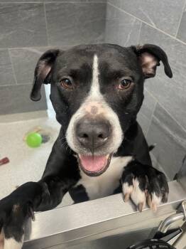 Rescue Mixed Breed Dogs for Adoption in Cooperstown, New York - Rowdy | PetCurious