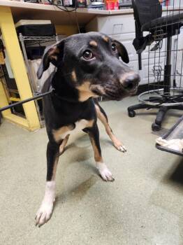 Labrador Retriever and Mixed Breed Dogs Available for Adoption - EDGAR | PetCurious