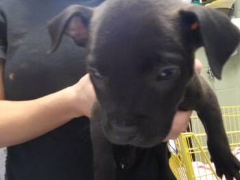 LO -MEIN -  Pit Bull Terrier and Mixed Breed Dog for Adoption in Tulsa, Oklahoma - LO -MEIN | PetCurious