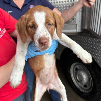 Hound Dogs Available for Adoption in Birmingham, Alabama - Sweet Tart | PetCurious
