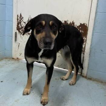 Rescue German Shepherd Dog Dogs for Adoption in Orangeburg, South Carolina - Bella | PetCurious