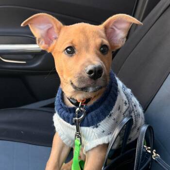 Terrier Dogs Available for Adoption in South Haven, Michigan - Finn | PetCurious