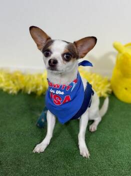 Chihuahua and Rat Terrier Dogs Available for Adoption in Carlsbad, California - Bonny | PetCurious
