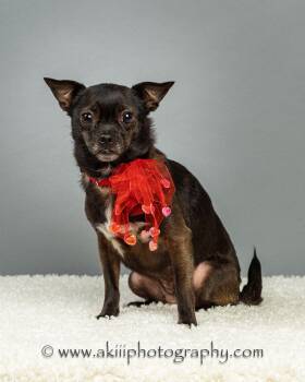 Chihuahua Dogs Available for Adoption in Plano, Texas - Gabby - Courtesy Post  | PetCurious