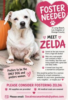 Zelda - The Princess -  Chiweenie Dog for Adoption in Citrus Heights, California - Zelda - The Princess | PetCurious
