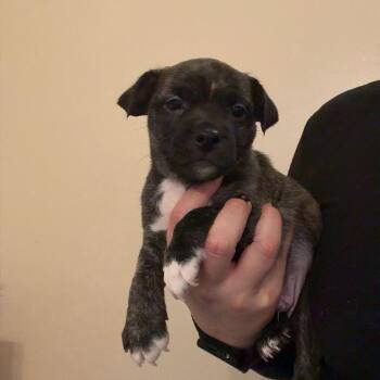 Hank -  Boston Terrier Dog for Adoption in Chico, California - Hank | PetCurious