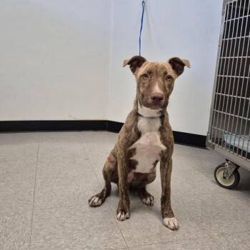 Dirk 26-06-202 -  Pit Bull Terrier Dog for Adoption in Bastrop, Texas - Dirk 26-06-202 | PetCurious