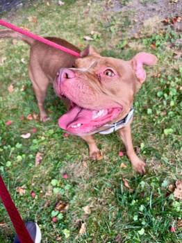 Delta -  Pit Bull Terrier Dog for Adoption in Buffalo, New York - Delta | PetCurious