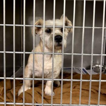 Shih Tzu Dogs Available for Adoption in Northbrook, Illinois - Bruce | PetCurious