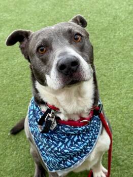 Australian Cattle Dog Blue Heeler and Australian Kelpie Dogs Available for Adoption in Princeton, Massachusetts - Quincy | PetCurious