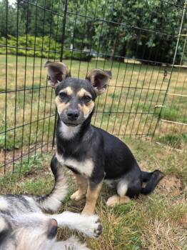 Belle -  Chihuahua and Terrier Dog for Adoption in Olympia, Washington - Belle | PetCurious