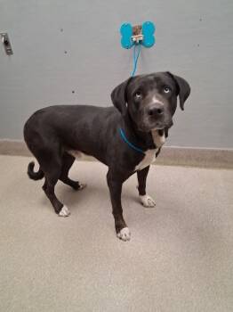 Rescue Mastiff and Mixed Breed Dogs for Adoption in Las Vegas, Nevada - BURTON | PetCurious