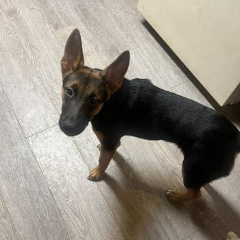 Naomi -  Mixed Breed Dog for Adoption in Columbus, Georgia - Naomi | PetCurious