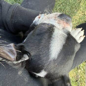 Boston Terrier Dogs Available for Adoption in Visalia, California - Woody | PetCurious