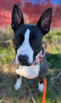 Rescue Bull Terrier Dogs for Adoption in West Richland, Washington - Baby Girl Gloria-FOSTER NEEDED | PetCurious