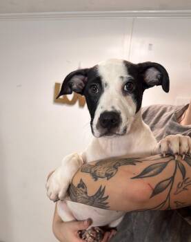 Dahlia -  Pit Bull Terrier and Australian Shepherd Dog for Adoption in Watertown, Connecticut - Dahlia | PetCurious